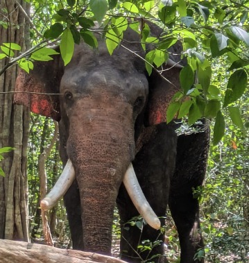 "අග්බෝ" ඇතා හමුවෙයි