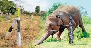 වන අලින්ට වෙඩි තැබීම් සහ අනවසර විදුලි වැට ඉදිකිරීම්වලට විරුද්ධව නීති දැඩි කරයි