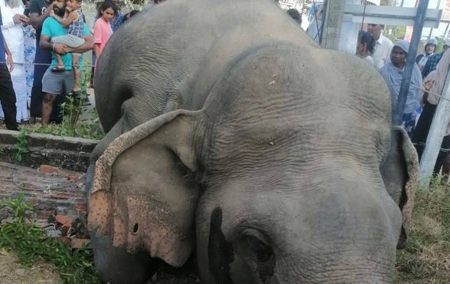වන අලියෙකු දුම්රියේ ගැටේ 