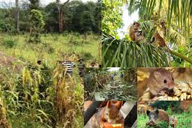 වනසතුන්ගෙන් බෝග වගාවන්ට වන හානි අවම කිරීමේ වැඩසටහනට අමාත්‍ය කමිටුවක්