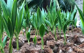 ගෙවතු පොල් වගාවට නොමිලේ පොල් පැළ ලක්ෂ 5ක් බෙදාදීම අද