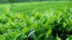 තේ කර්මාන්තයේ සංවර්ධනය හා ප්‍රවර්ධනයට අදාළ පනත් කෙටුම්පතට රජයේ මුදල් පිළිබඳ කාරක සභාවේ අනුමැතිය