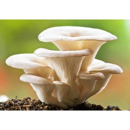 බිම් මල් වගාවටත් රක්ෂණාවරණයක්