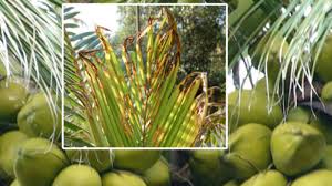 වැලිගම පොල් කොළ මැලවීමේ හා කුණු වීමේ රෝග මර්ධනයට මුදල් වෙන් කරයි