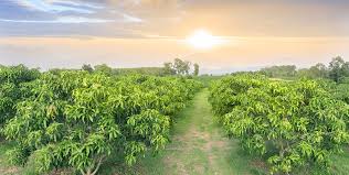 හලාවත විමල් උයන වත්තේ අක්කර 22 ක භූමි ප්‍රදේශයක අඹ වගාවක් ඇරඹෙයි