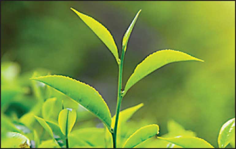 First 2 months tea crop up 3.5% 