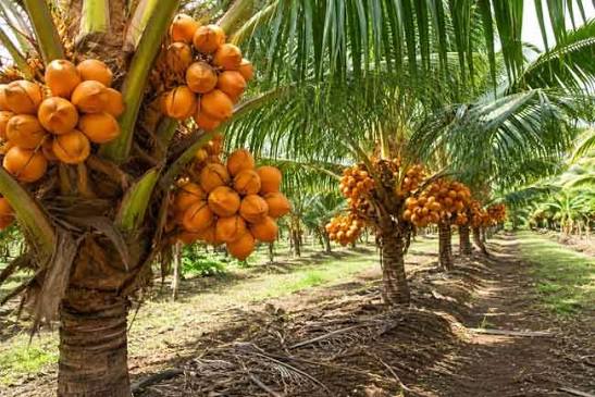 තැඹිලි ගම්මාන 250ක් ස්ථාපිත කිරීමේ ජාතික වැඩසටහන හෙටින් ඇරඹේ