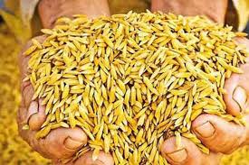 යල කන්නයේ වී මිලදී ගැනීම හෙට සිට ඇරඹේ 