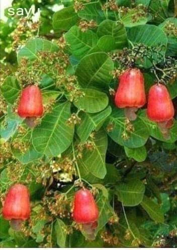 කජු ක්ෂේත්‍රයේ සංවර්ධනය සඳහා තාක්ෂණය