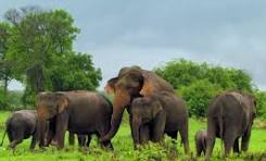 අලින්ට ප්‍රතිකාර කිරීමට රෝහලක් 