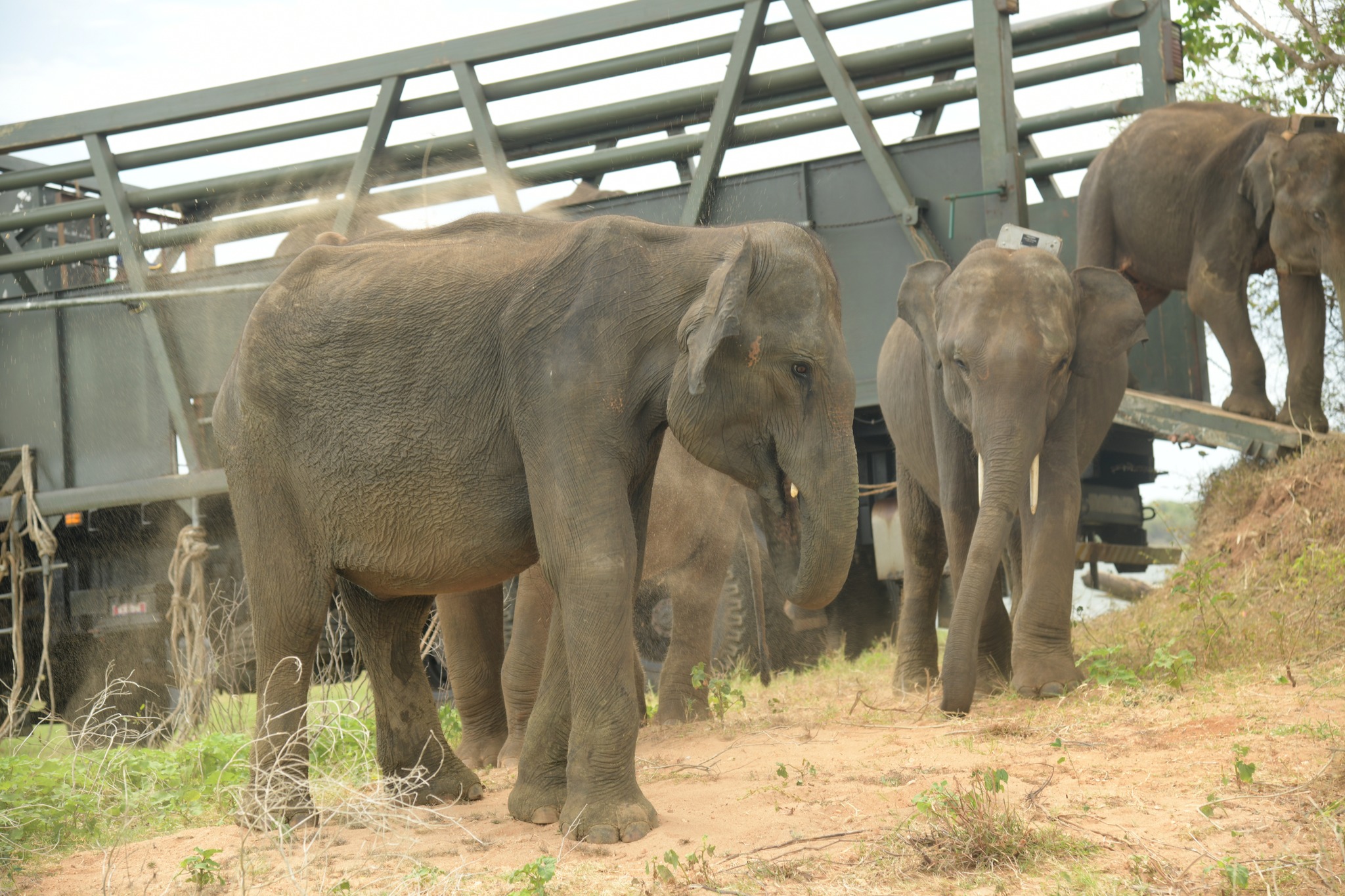 ඇත් අතුරු සෙවනේ රැකවරණය ලැබූ අලි ඇතුන් 06 දෙනෙකු උඩවලව මව් ආර රක්ෂිතයට මුදා හැරේ