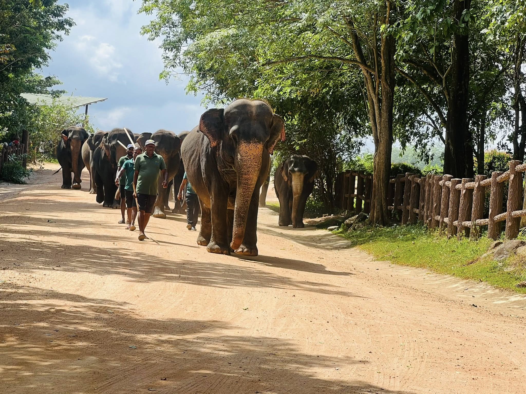 පින්නවල අලි අනාථාගාරයේදී අලි දිනය සැමරේ