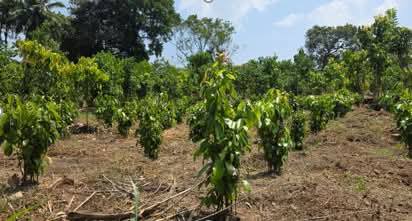 කුරුඳු අස්වැන්න වැඩි කිරීමට ගාල්ලේ විවිධ වැඩසටහන්