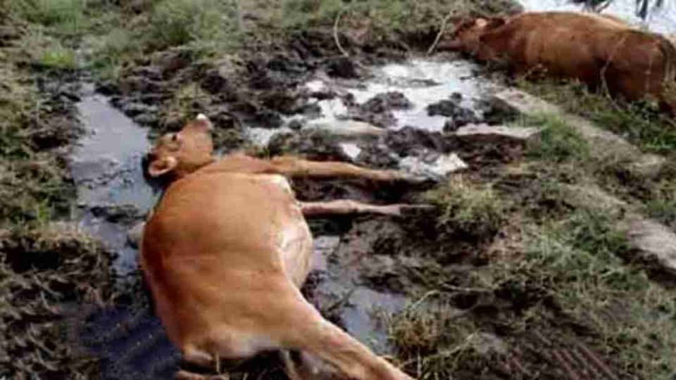 සුළු කුණාටුවෙන් මාතලේ බිත්තර දමන කිකිලියන් 11000ක් බ්‍රොයිලර් කුකුලන් 9250ක් එල ගවයින් 77ක් මිය ගිහින්