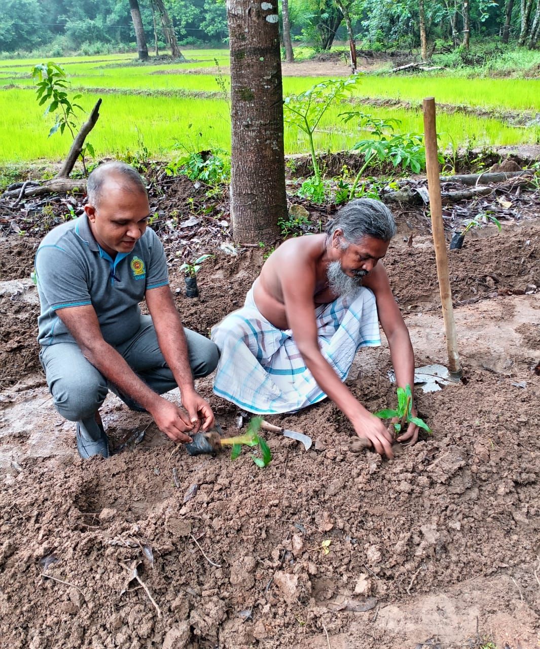 දඹාන ආදිවාසී ගම්මානයේ ඔසු වගා ව්‍යාපෘතිය ආරම්භ කෙරේ