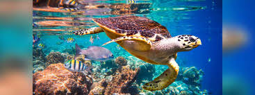 ජාත්‍යන්තර සාගර දිනය අදයි 