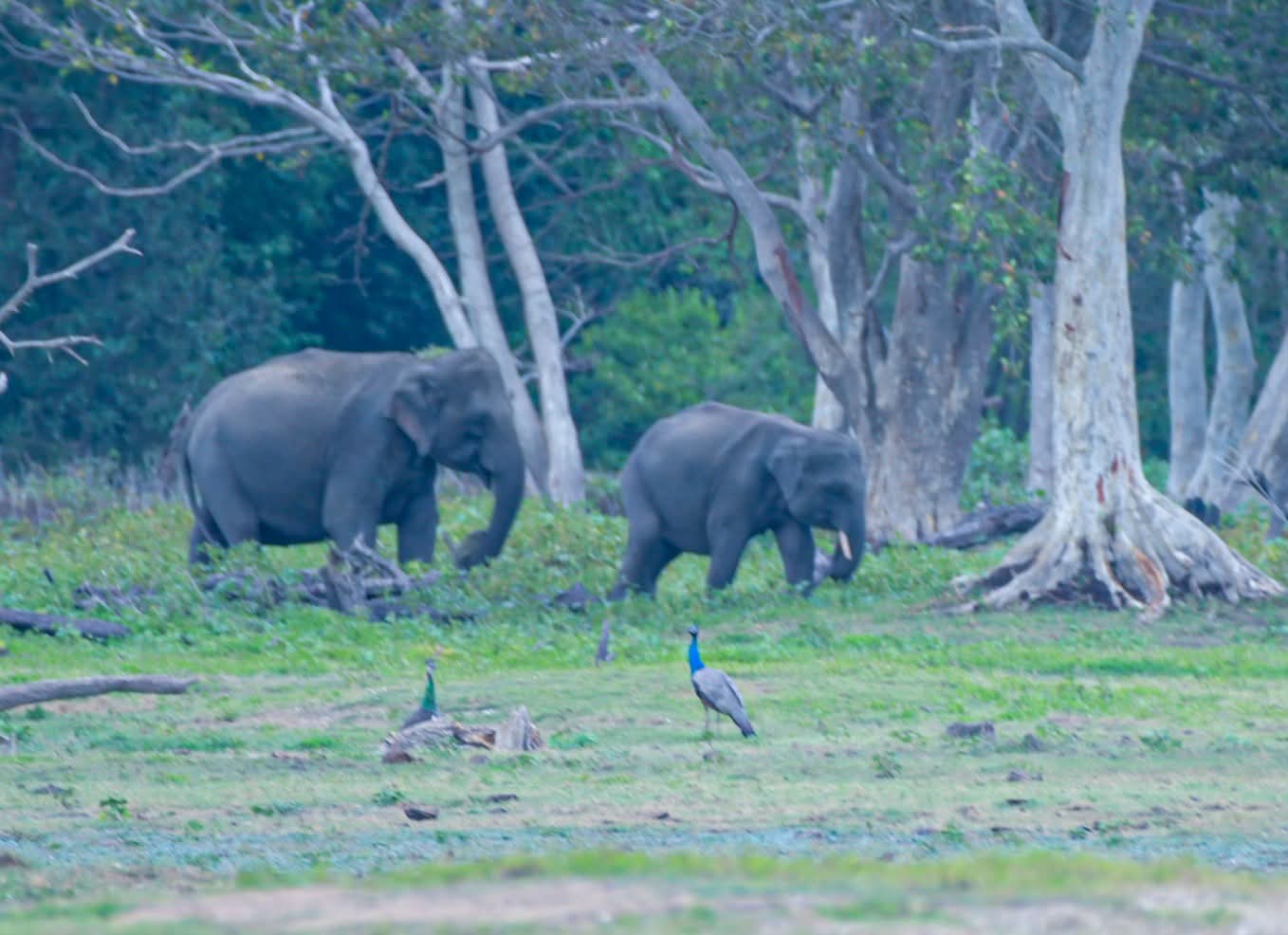 අලි මිනිස් ගැටුම සඳහා දීර්ඝ කාලීන විසදුමක්