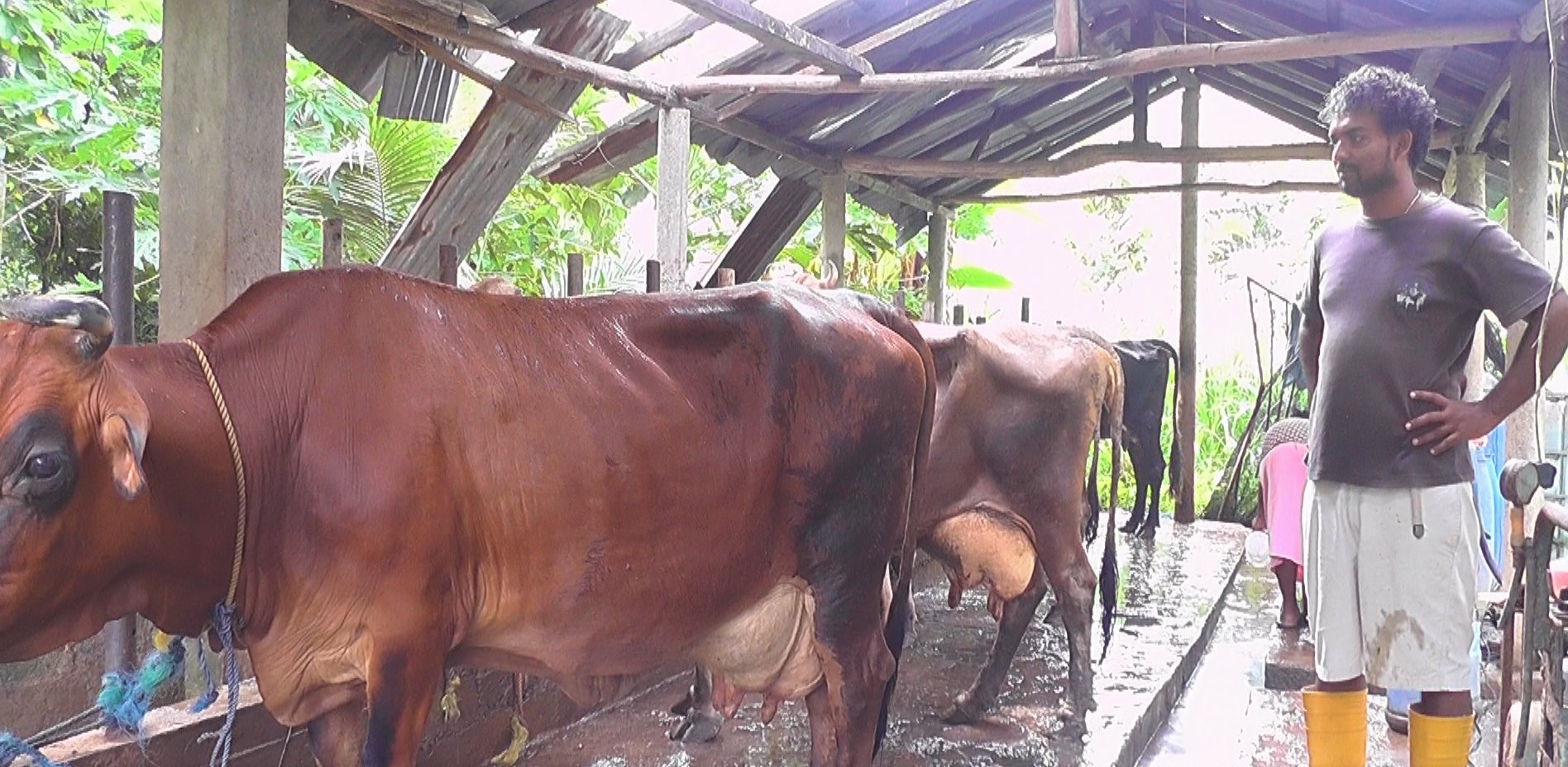 දේශීය කිරි නිෂ්පාදනය ඉහළ නැංවීමට ඉන්දීය රජයෙන් ශ්‍රී ලාංකික කිරි ගොවීන්ට විශේෂ පුහුණුවක්