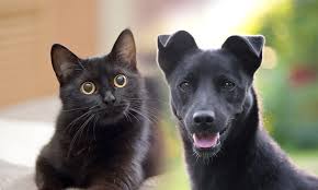 සතුන්ට මාරාන්තික වන උණුසුම් තත්ත්වය 