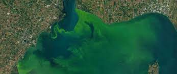 NASA offers awards to spot algal blooms