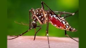 ඩෙංගු රෝගීන් ඉහළට සෞඛ්‍ය අංශ අවධාරණය කරයි