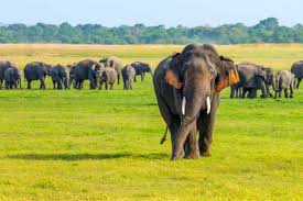 අලි ඇතුන්ට වෙඩි තැබීම් සම්බන්ධයෙන් පරිසර අමාත්‍යාංශයේ ලේකම් පොලීසියෙන් කළ විශේෂ ඉල්ලීම