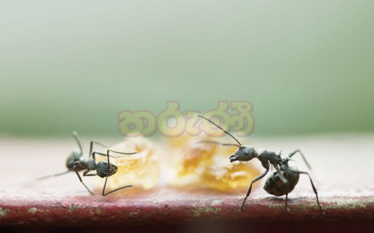 කූඹි කරදරෙන් මිදෙන්නේ මෙහෙමයි