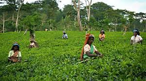 තේ වගාකරුවන්ට පොහොර ලබාදීම සඳහා සති දෙකක් තුළ නව ක්‍රමවේදයක්